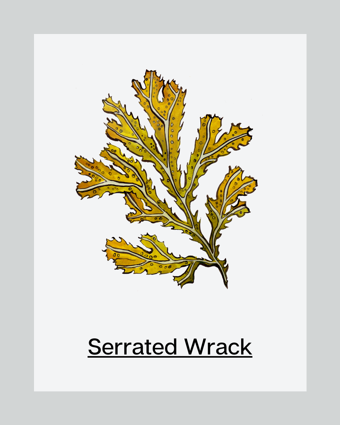 Skincare Ingredient Serrated Wrack