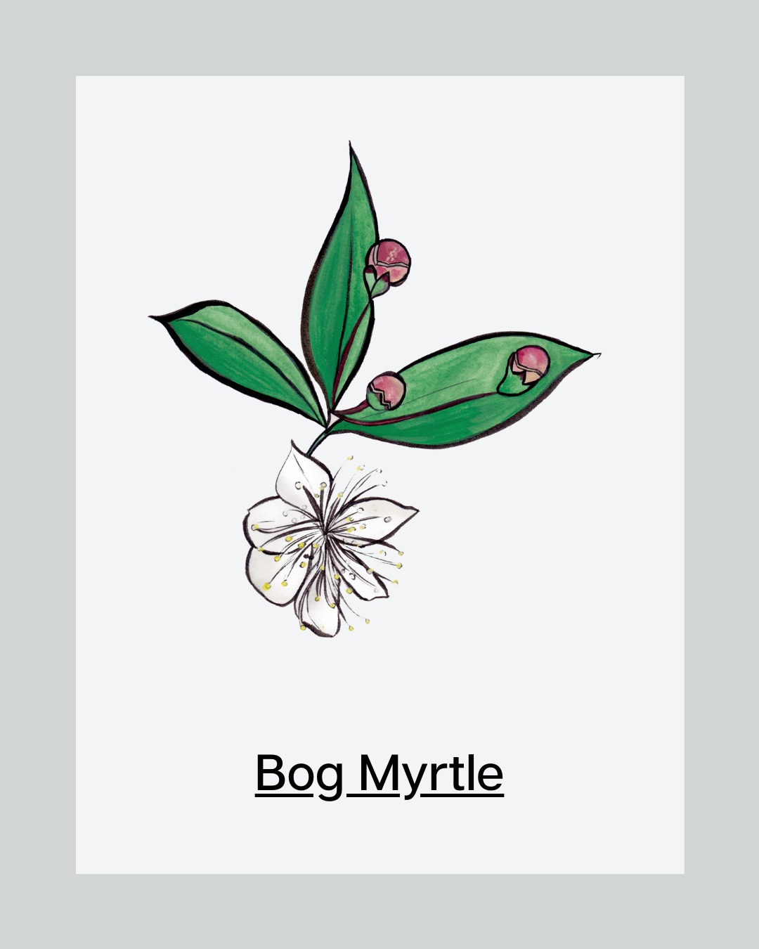 Skincare Ingredient Bog Myrtle