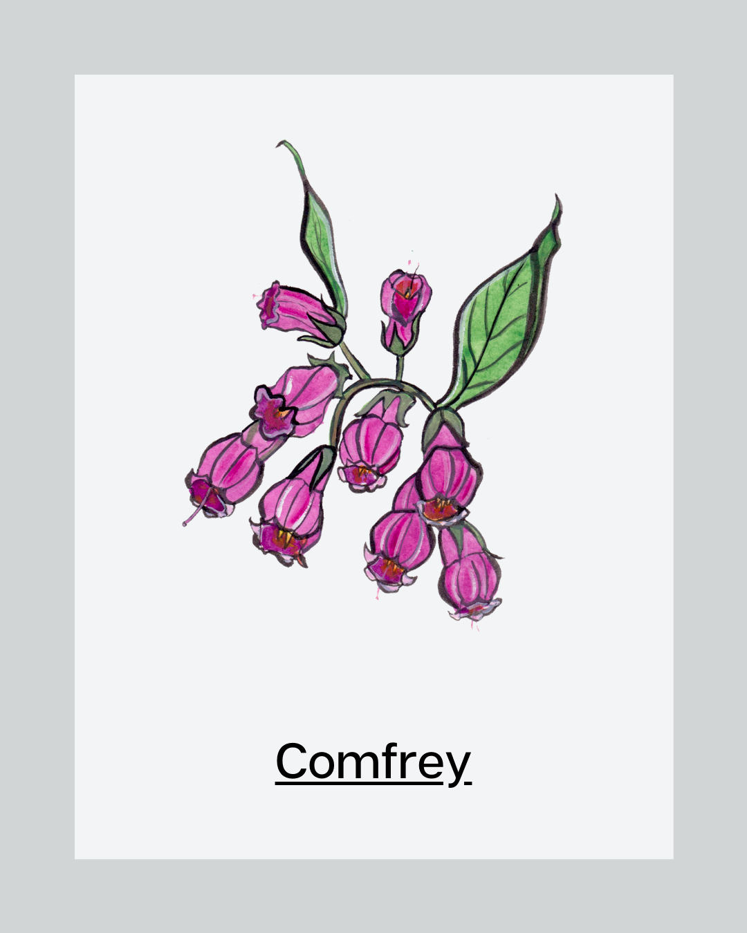 Skincare Ingredient Comfrey