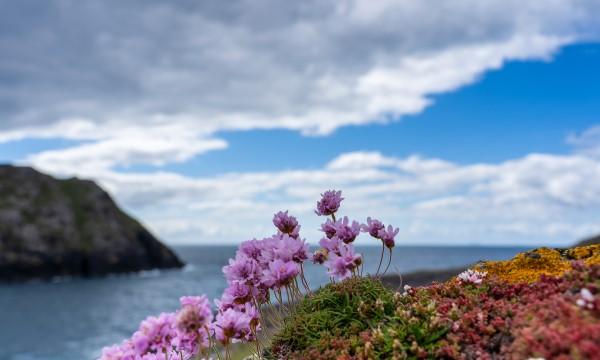 How Wild Harvesting Benefits Your Skin