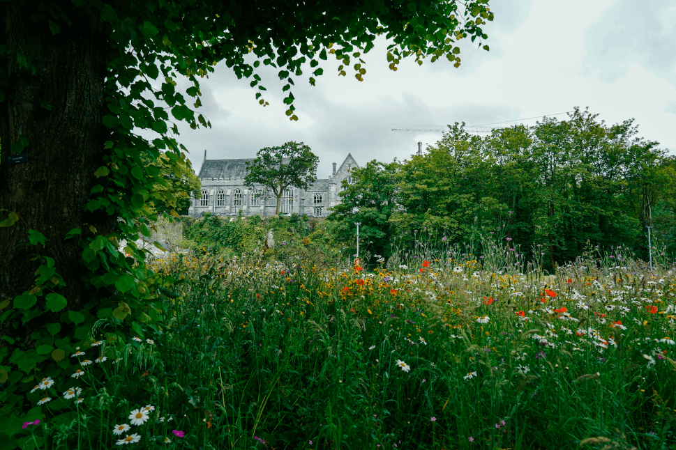 Fun Facts About Ireland, Where Bia Began